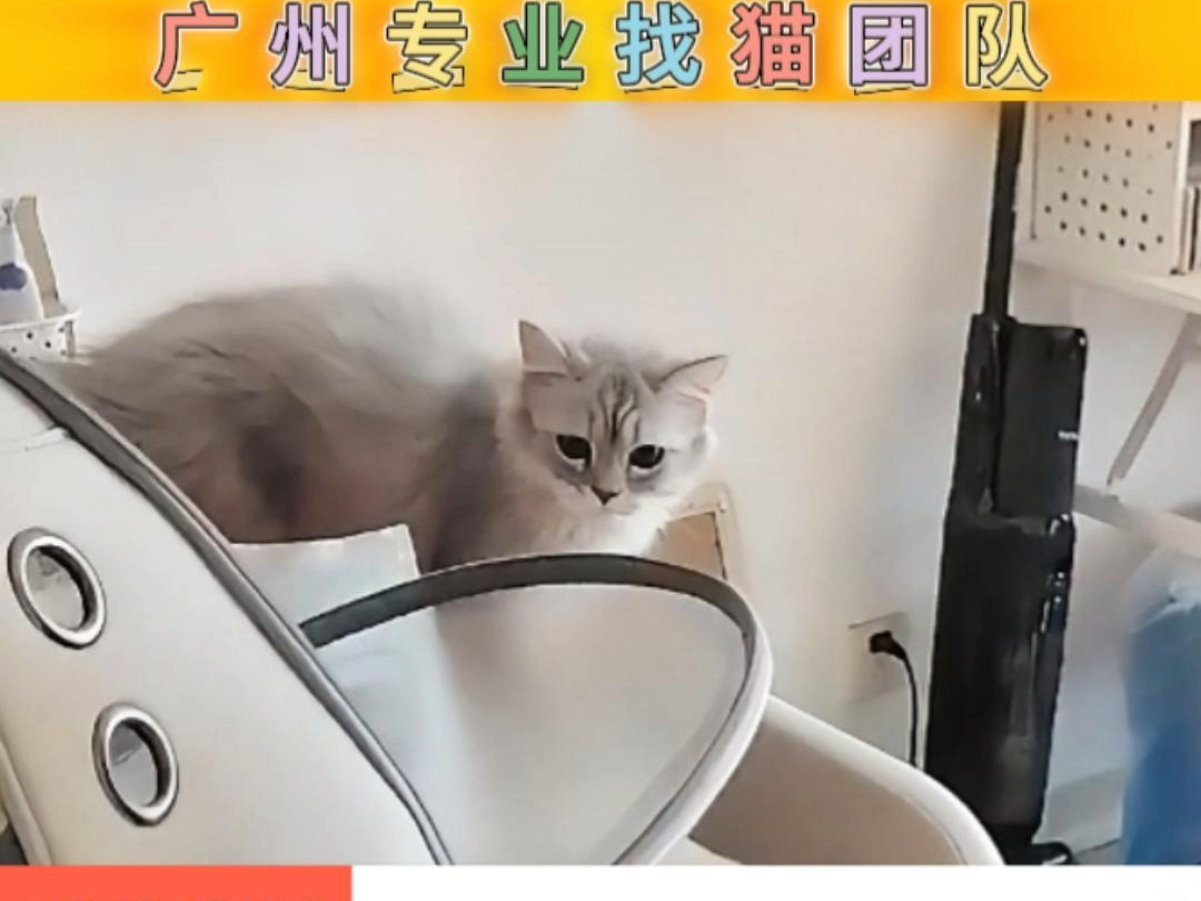 广州找猫团队 幸亏寻找及时 30层空调外机找回猫咪哔哩哔哩bilibili