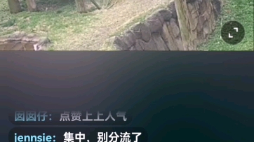 大熊猫丫丫哔哩哔哩bilibili