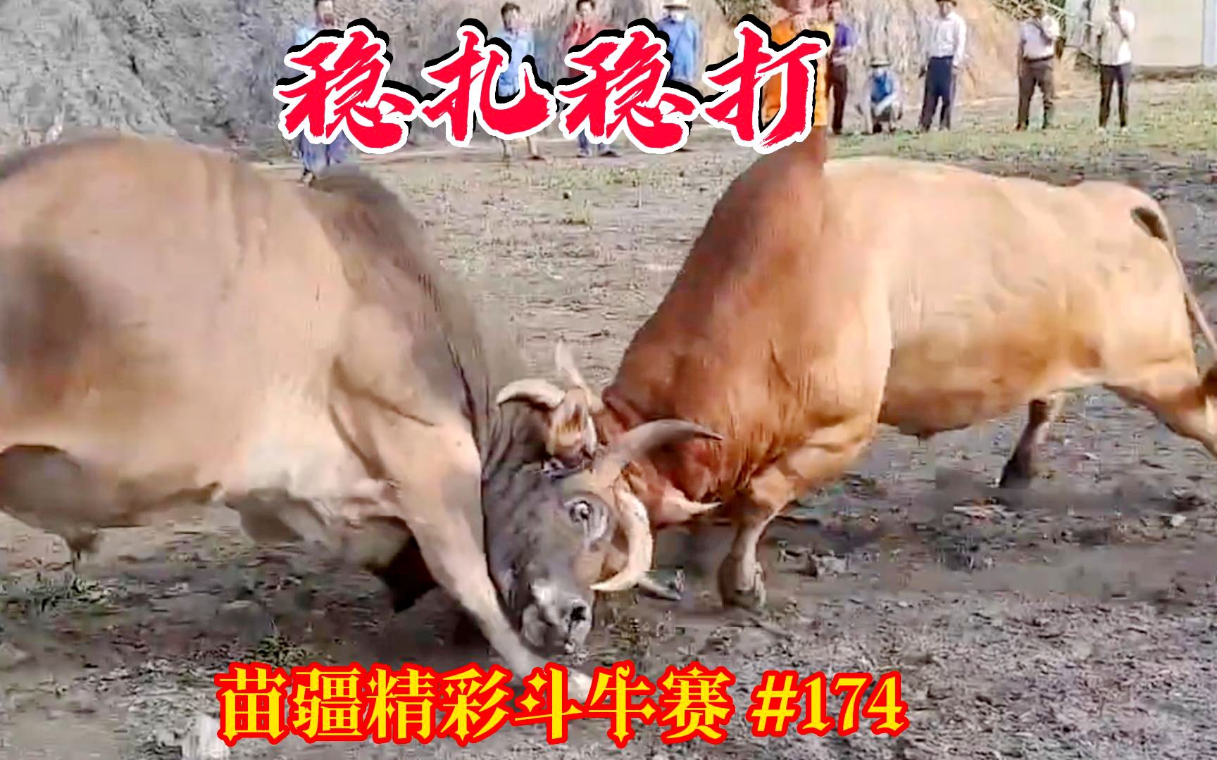 苗疆精彩斗牛赛,稳扎稳打,斗牛文化传播 #174哔哩哔哩bilibili