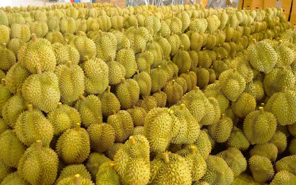 泰国榴莲农场每年向中国出口 50 万吨榴莲