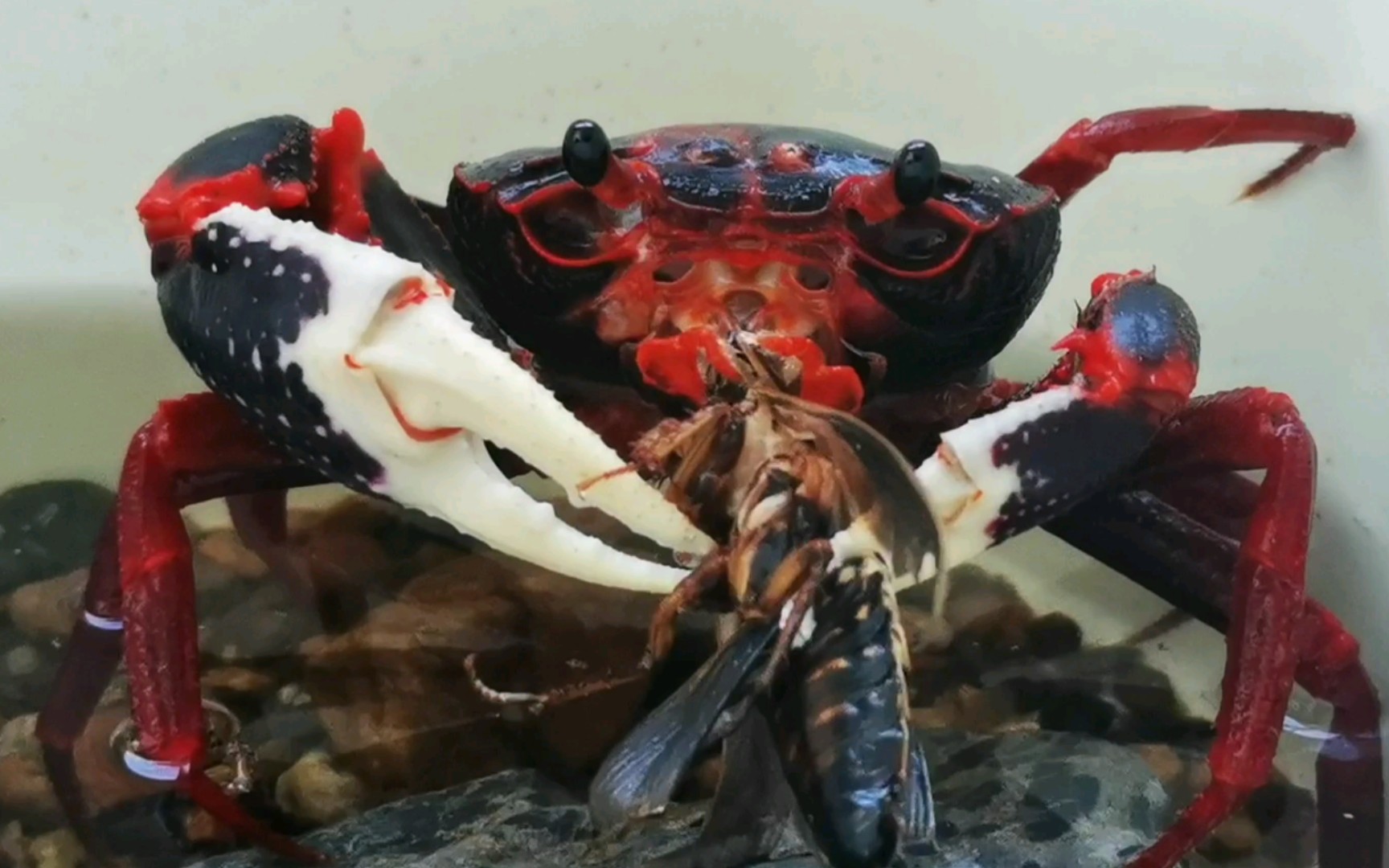 【螃蟹生活记录】二脱新内溪蟹捕食