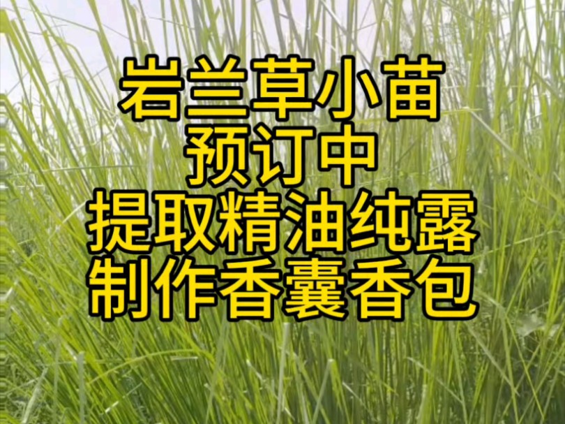 岩兰草香根草小苗预订中哔哩哔哩bilibili