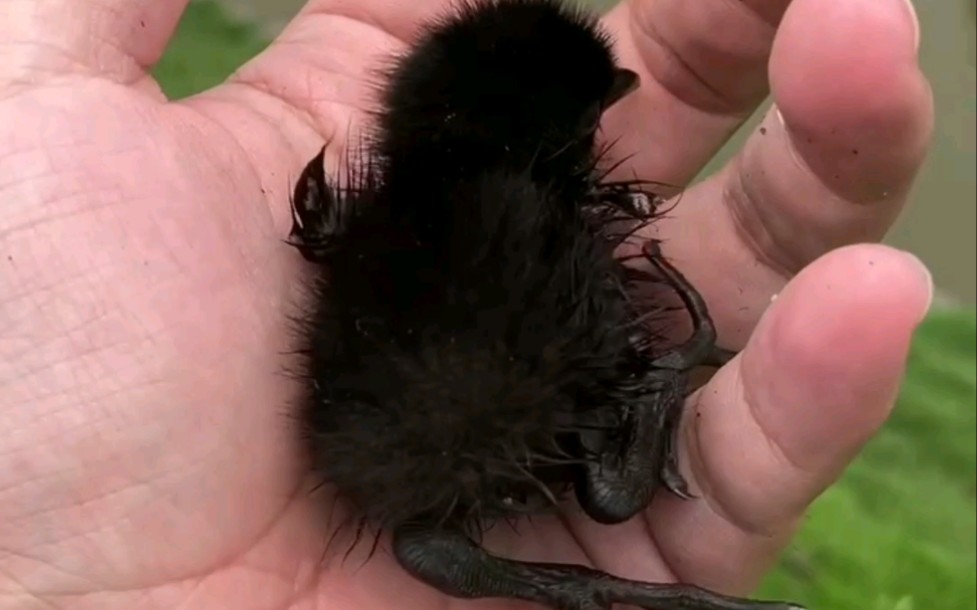 大哥在河边发现的红头水鸡