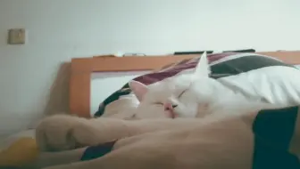 安静的撸会儿猫 哔哩哔哩 Bilibili