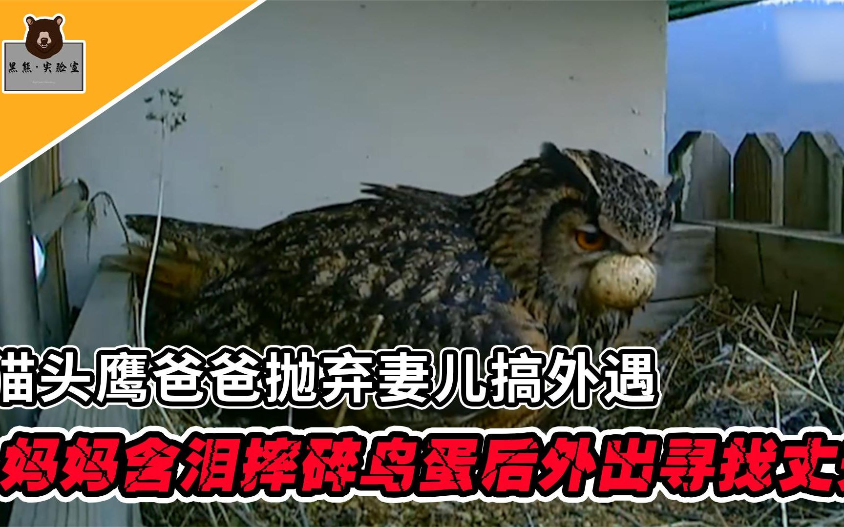 [图]猫头鹰爸爸抛弃妻儿搞外遇，妈妈含泪摔碎鸟蛋，外出寻找丈夫回家