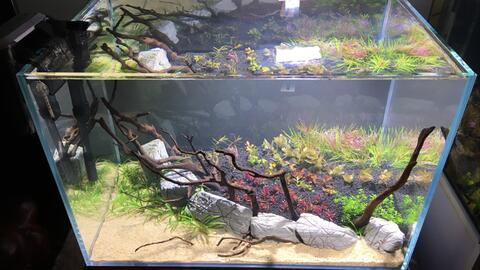 60水草缸造景 全过程期待后续成长 哔哩哔哩 Bilibili