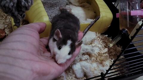 花枝鼠 塑料姐妹花奶茶和雪糕 到家第三天已经很亲人了 阔以上手抚摸啦 进展喜人 哔哩哔哩 Bilibili