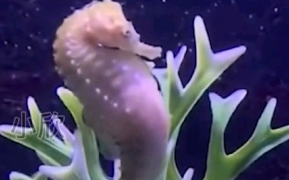 可爱的海马生宝宝,看到这条视频的人,来年一定有好运