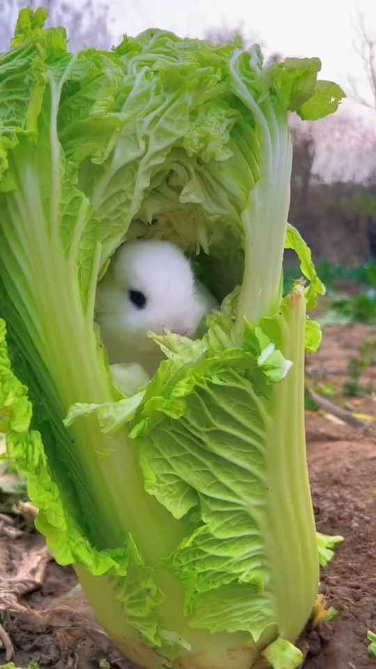 小兔子逗你玩,钻进了白菜里