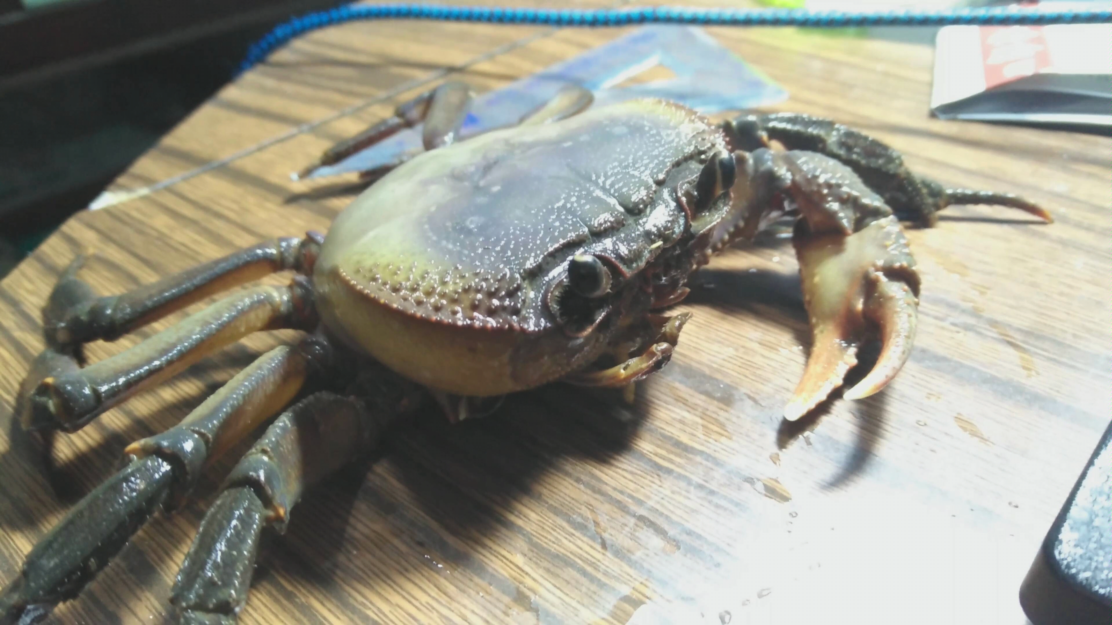 残疾加瘫痪的印支溪蟹吃面包虫_哔哩哔哩_bilibili