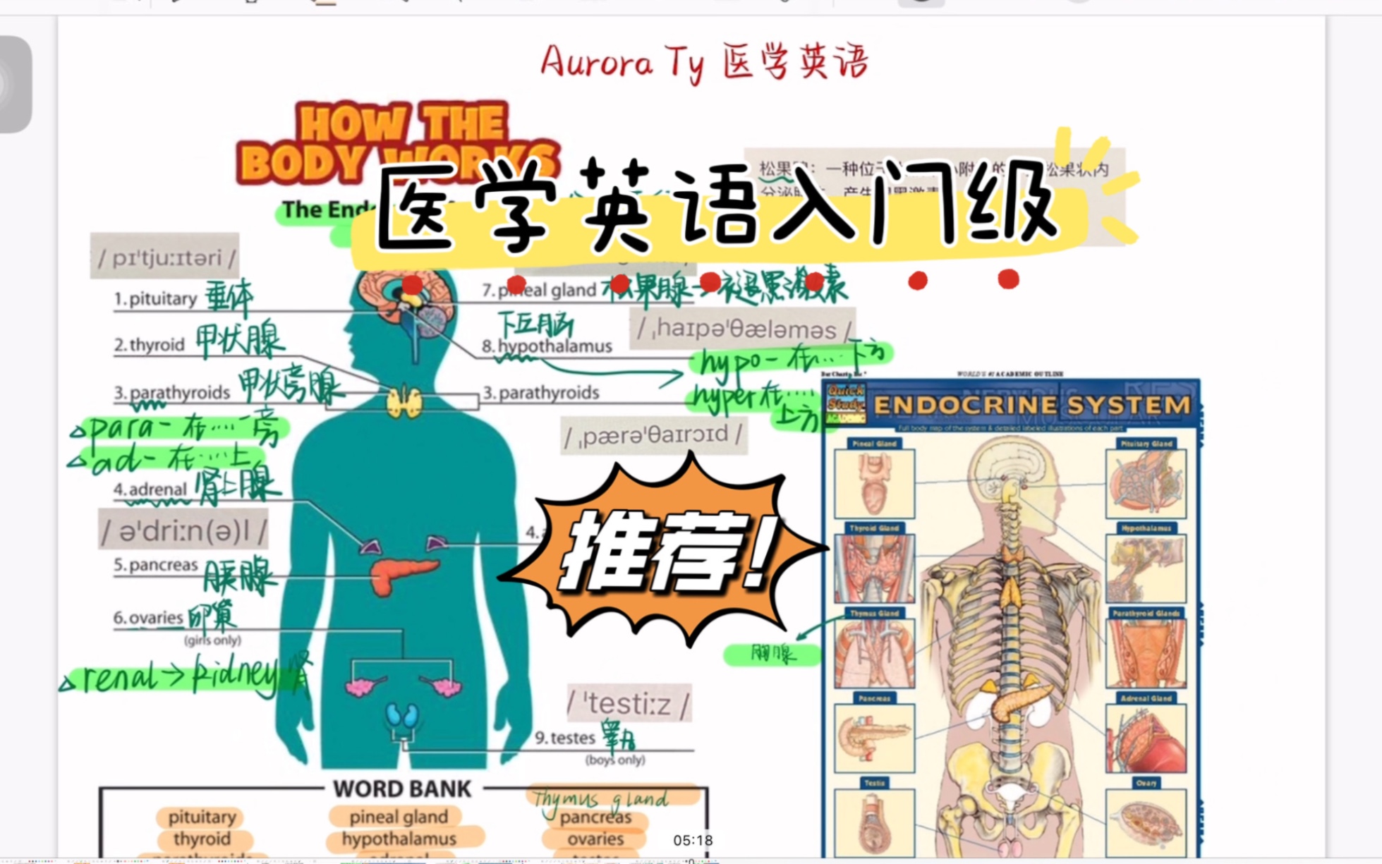 【内分泌系统医学英语合集持续更新】P1 真诚是永远的必杀技:正在学习Up的路上走着……哔哩哔哩bilibili