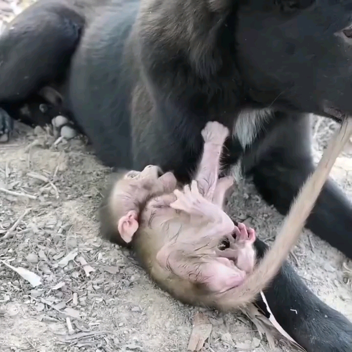 小猴子和狗子玩耍