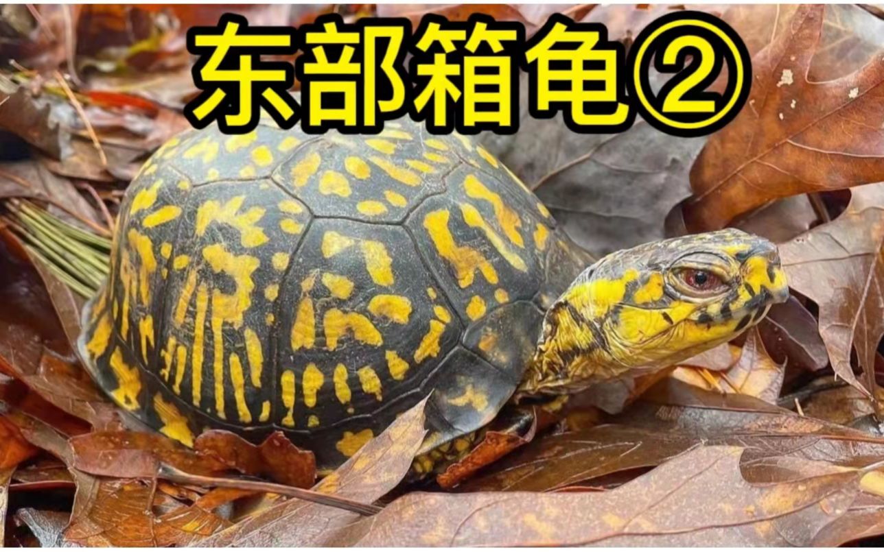 【美洲东部箱龟】箱龟苗的饲养