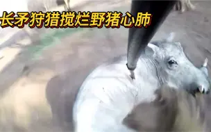 Descargar video: 长矛狩猎刺穿疣猪搅烂内脏！血液喷涌而出惨叫连连，画面残酷