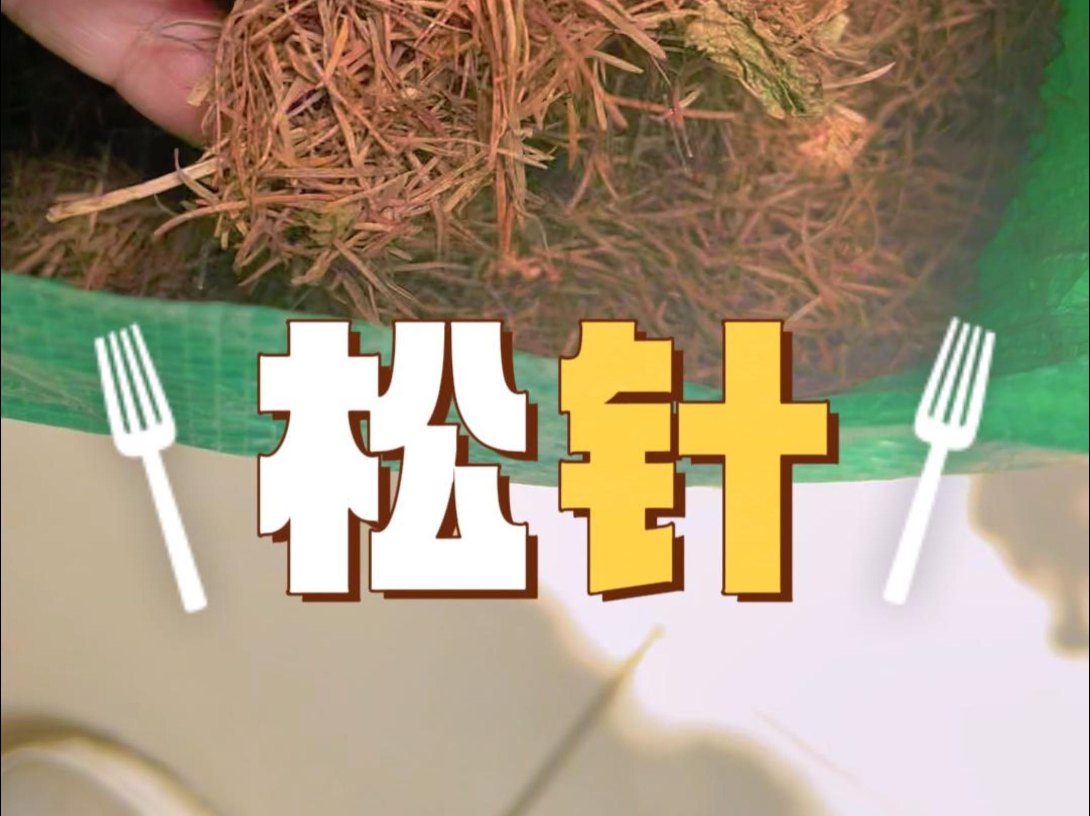 松针有什么用?哔哩哔哩bilibili