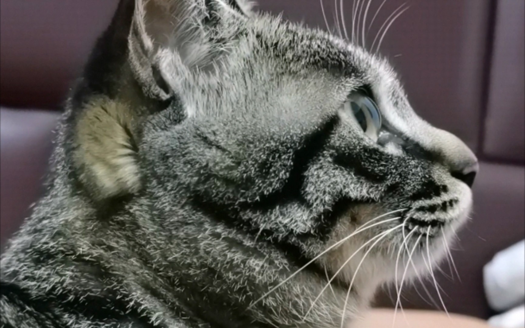 活动作品狸花猫颜值真的高看这完美侧颜