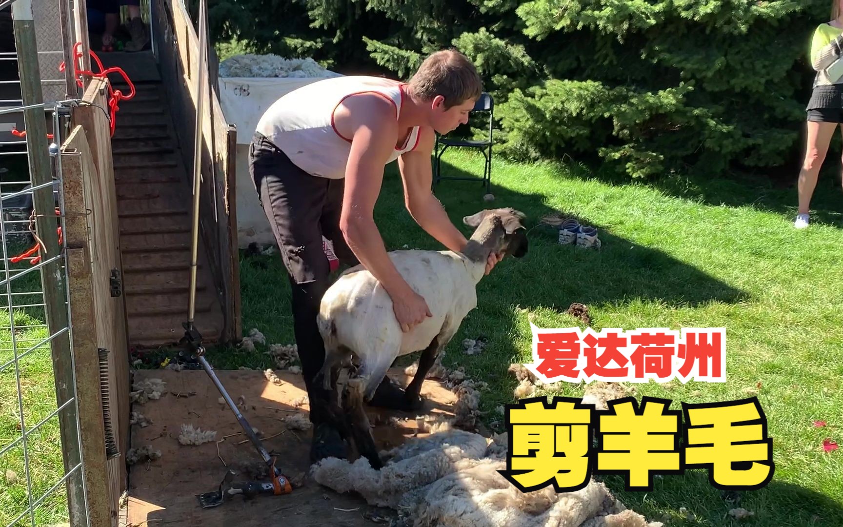 【Ted看世界短视频】爱达荷州: 剪羊毛 Sheep Shearing, Idaho哔哩哔哩bilibili