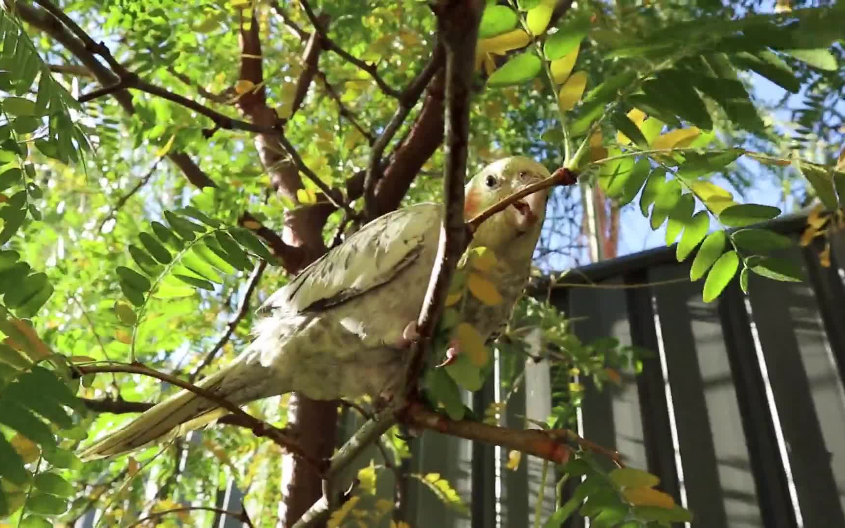 【玄鳳鸚鵡】秋意盎然的午後走地雞出來啃樹散步