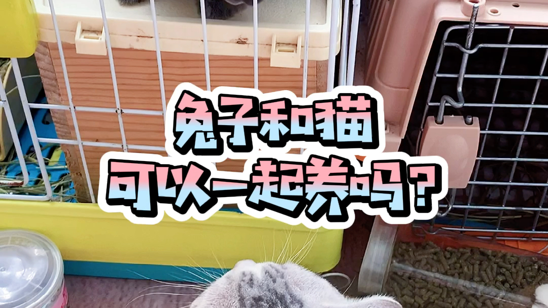 兔子和猫可以一起养吗?哔哩哔哩bilibili