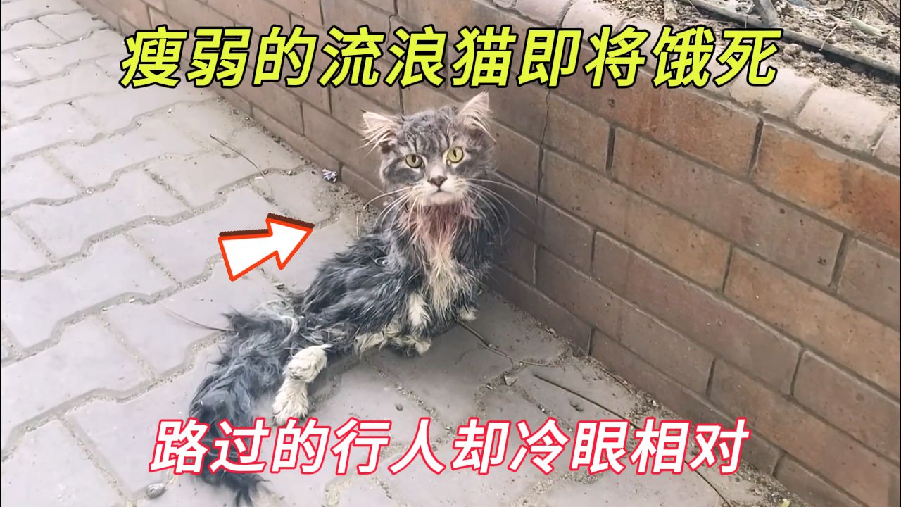 [图]瘦弱的小猫躺在路边奄奄一息，它渴望路人帮帮自己，却被行人无视