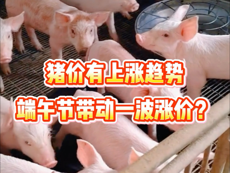 今日猪价猪e网(com今日猪价)
