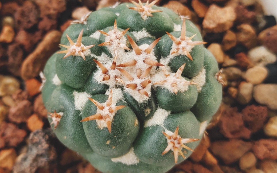 活动  【仙人球】短豪刺象牙的糊涂账