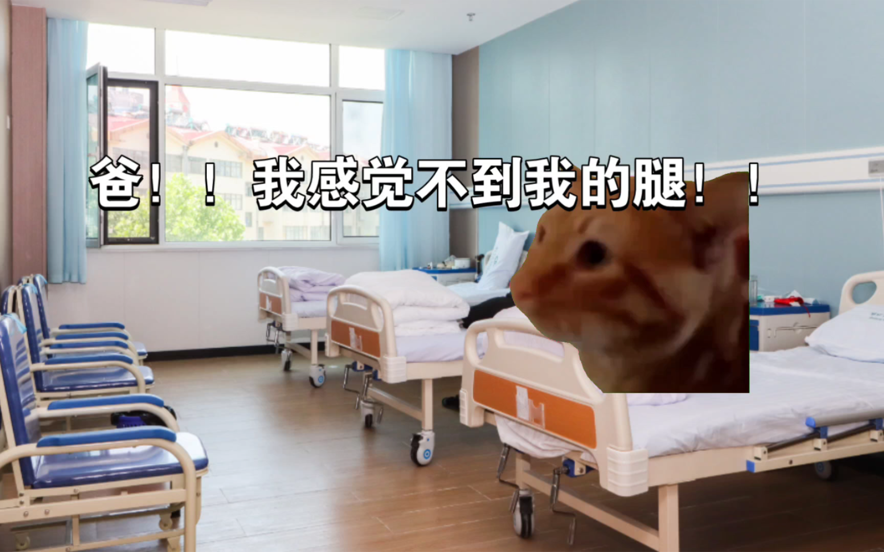 [图]【猫meme】好消息：在高考前我被万里挑一    坏消息：是罕见病（下）