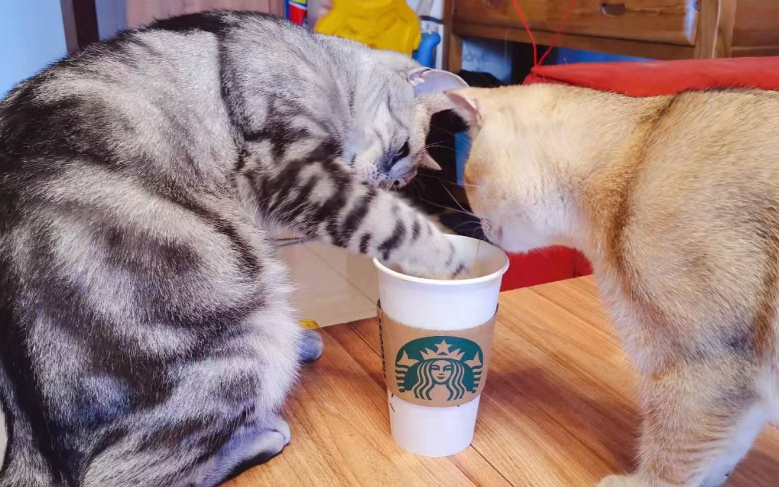 猫咪偷喝咖啡后,真的变成了夜猫子,主人生无可恋