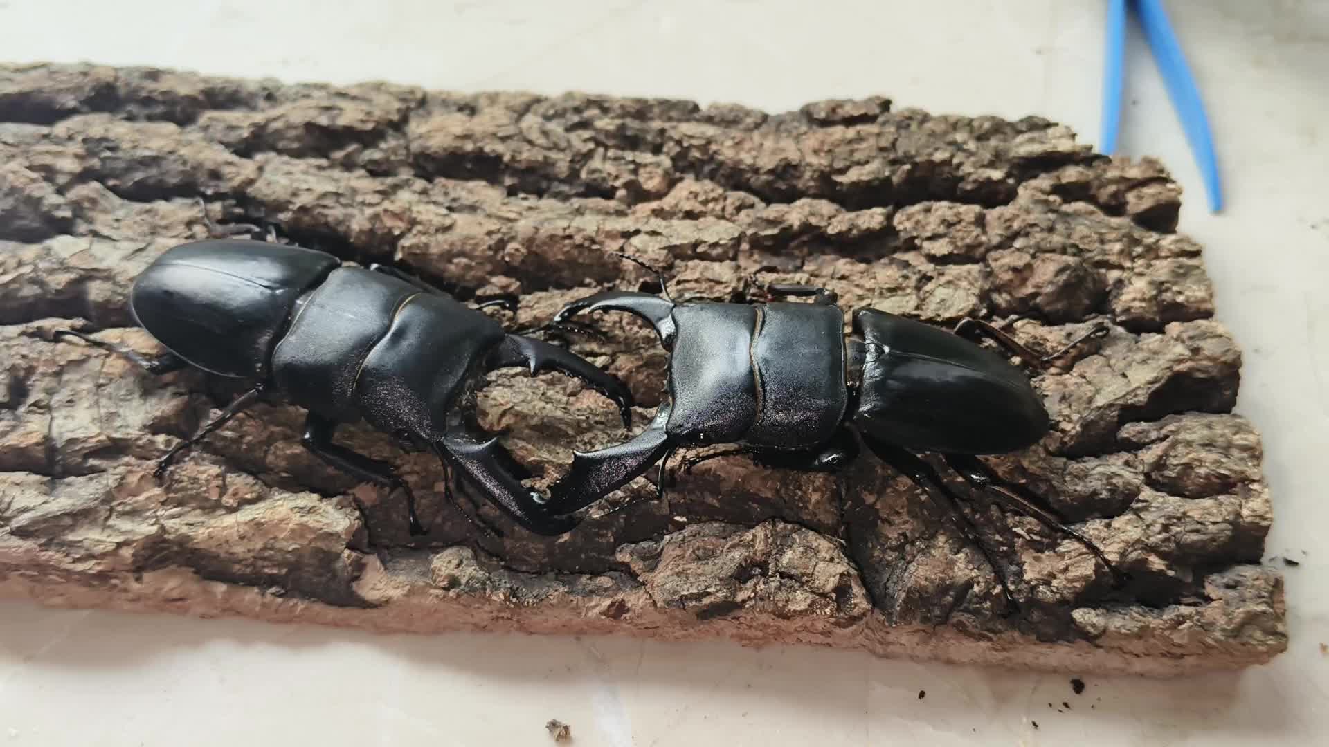 中华大扁锹vs苏拉维西巨扁