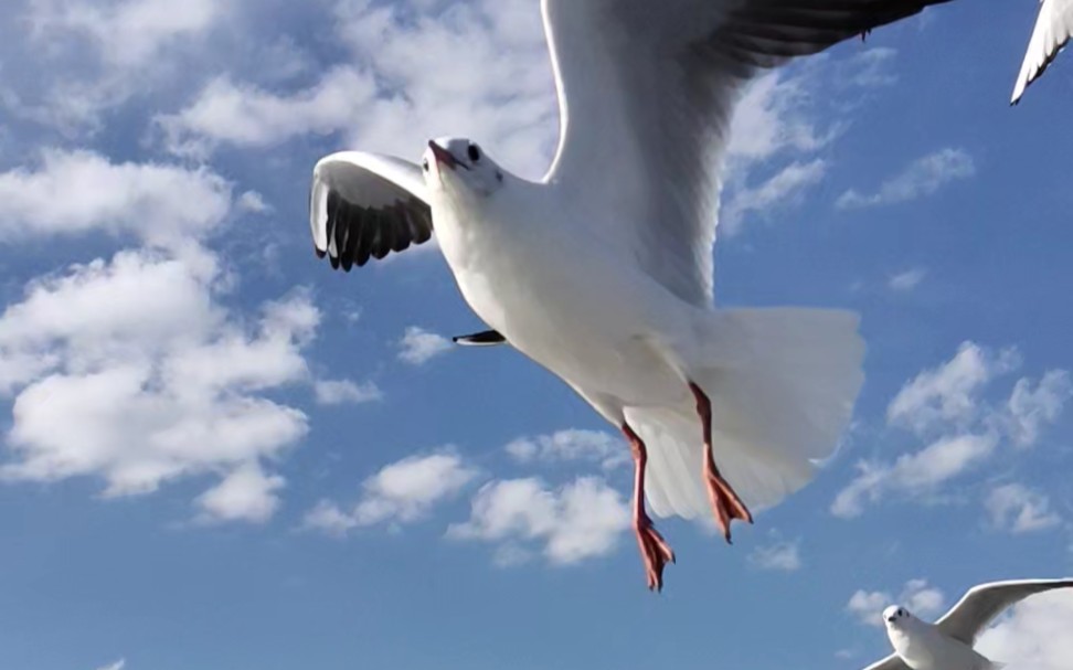 滇池海埂大坝海鸥群