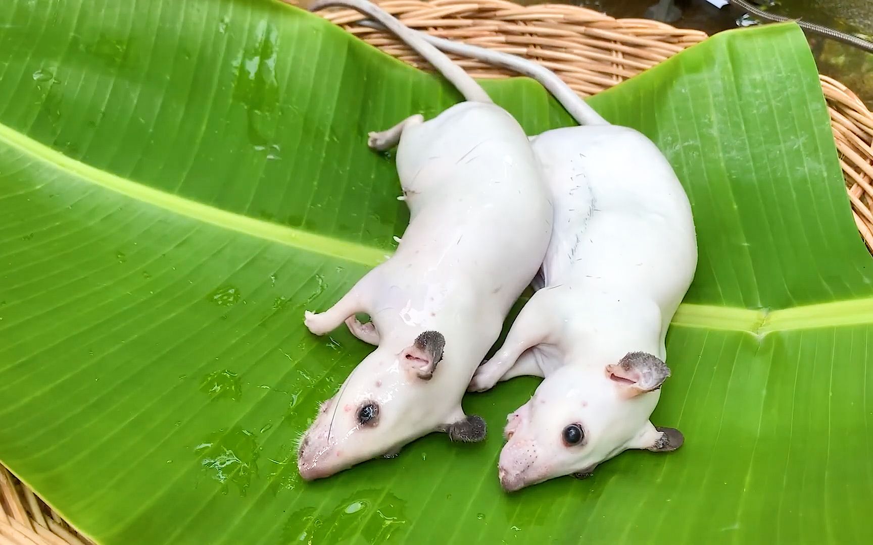 今天就简简单单吃15只长尾兔吧