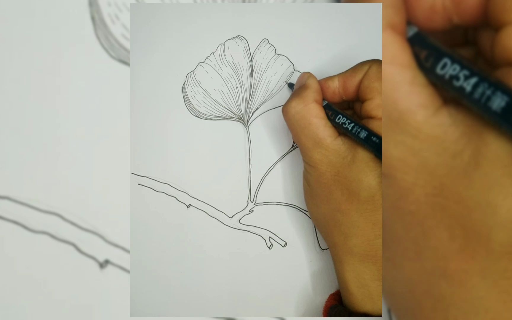 绘画日常 黑白画 临摹 20210124 银杏叶