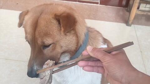 中华田园犬 一月未见小黄狗 美人狗胖成了球 狠狠撸一把 哔哩哔哩 Bilibili 中华田园犬 一月未见小黄狗 美人狗胖成了球 狠狠撸一把 哔哩哔哩 Bilibili
