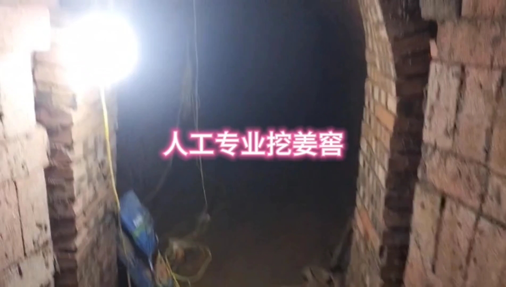 人工专业挖姜窖 ,我们没有节假日,七夕节日工人不放假继续干