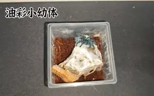 Descargar video: 捕鸟蛛喂食日常2