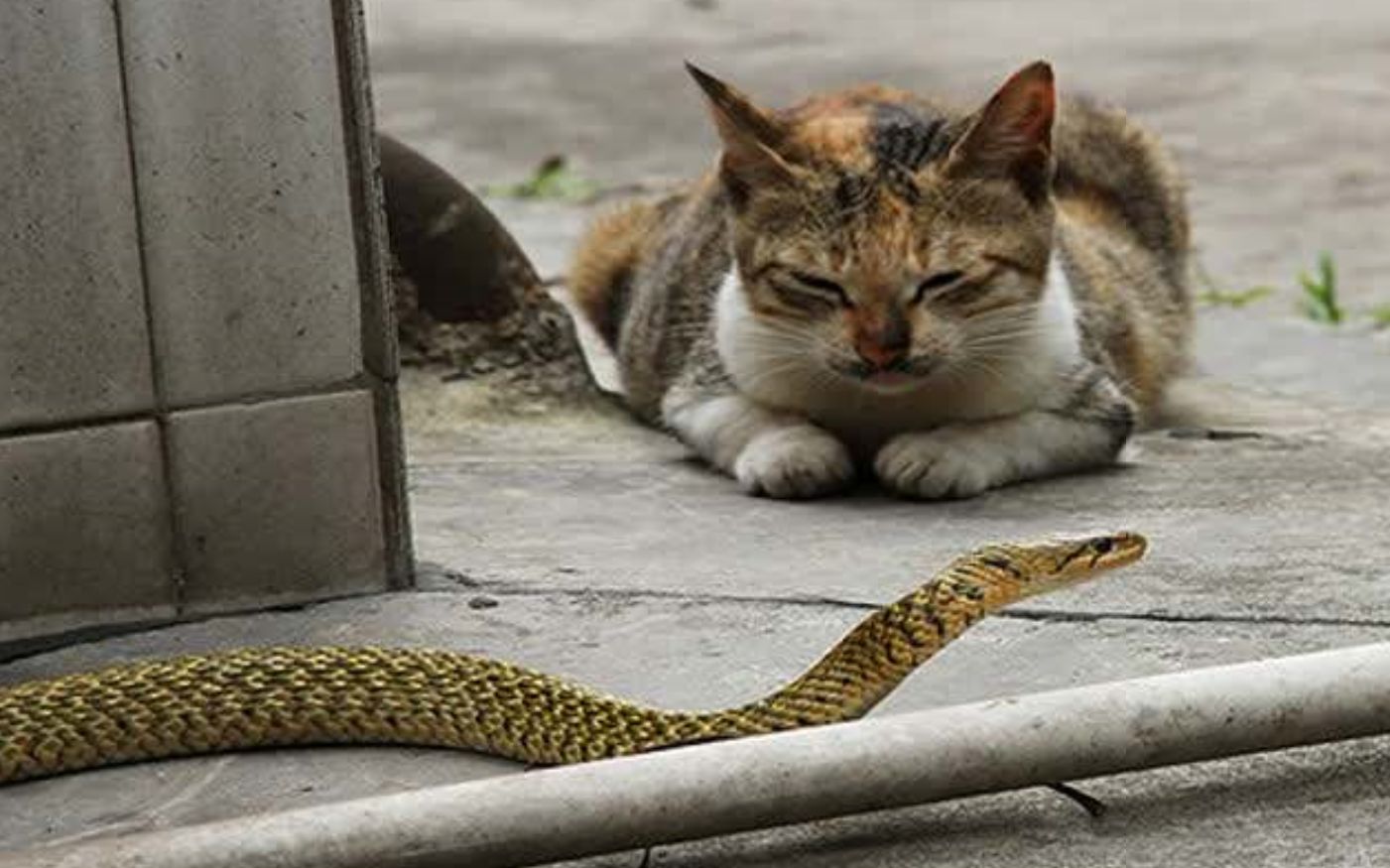 当可爱的地狱猫遇上呆萌的眼镜王蛇会发生什么奇怪的事情呢战争雷霆