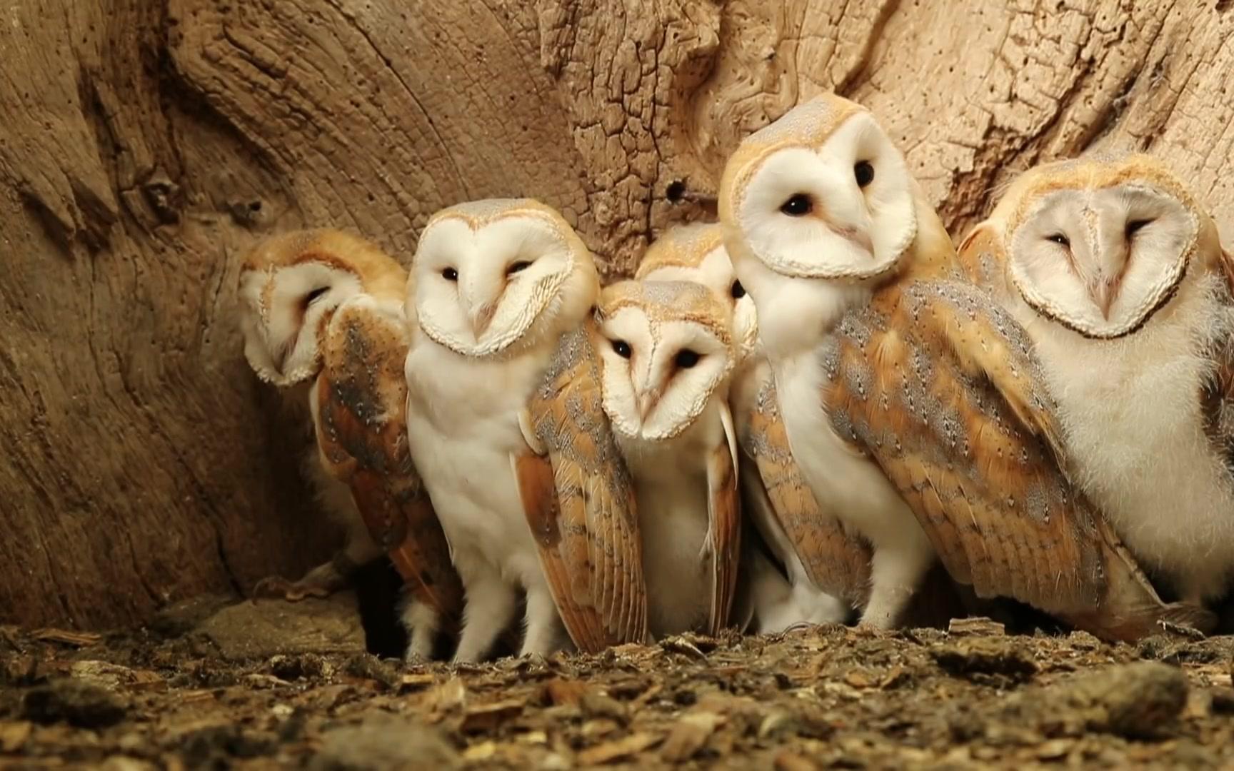 【仓鸮】一家七口排排站,萌死惹!