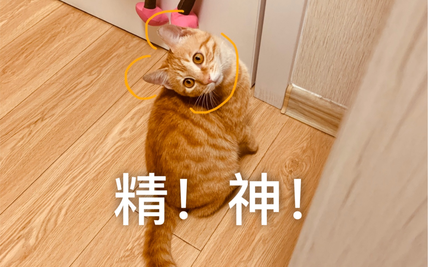 精神小猫的日常