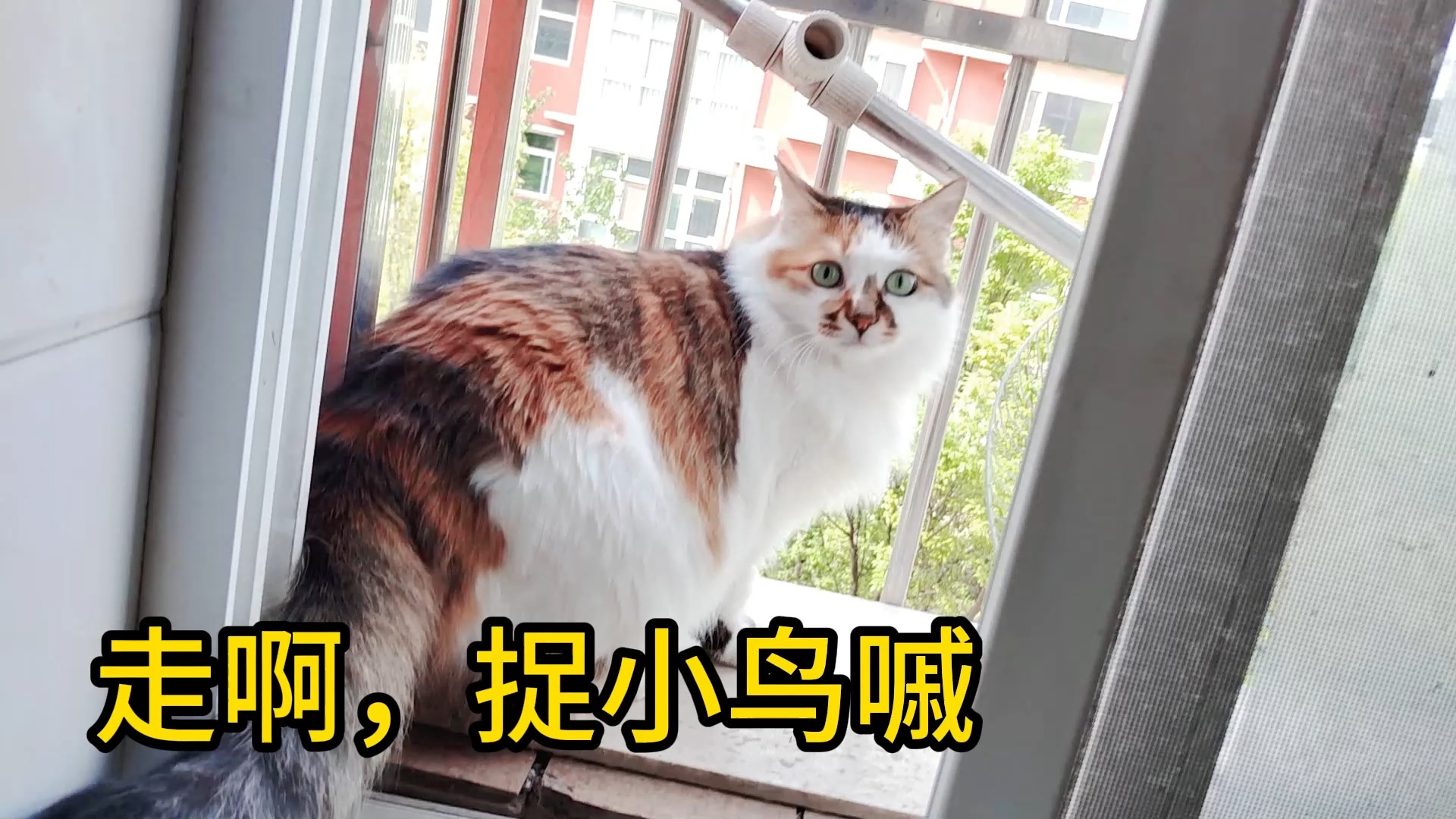 捉小鸟的猫,回眸一笑百媚生