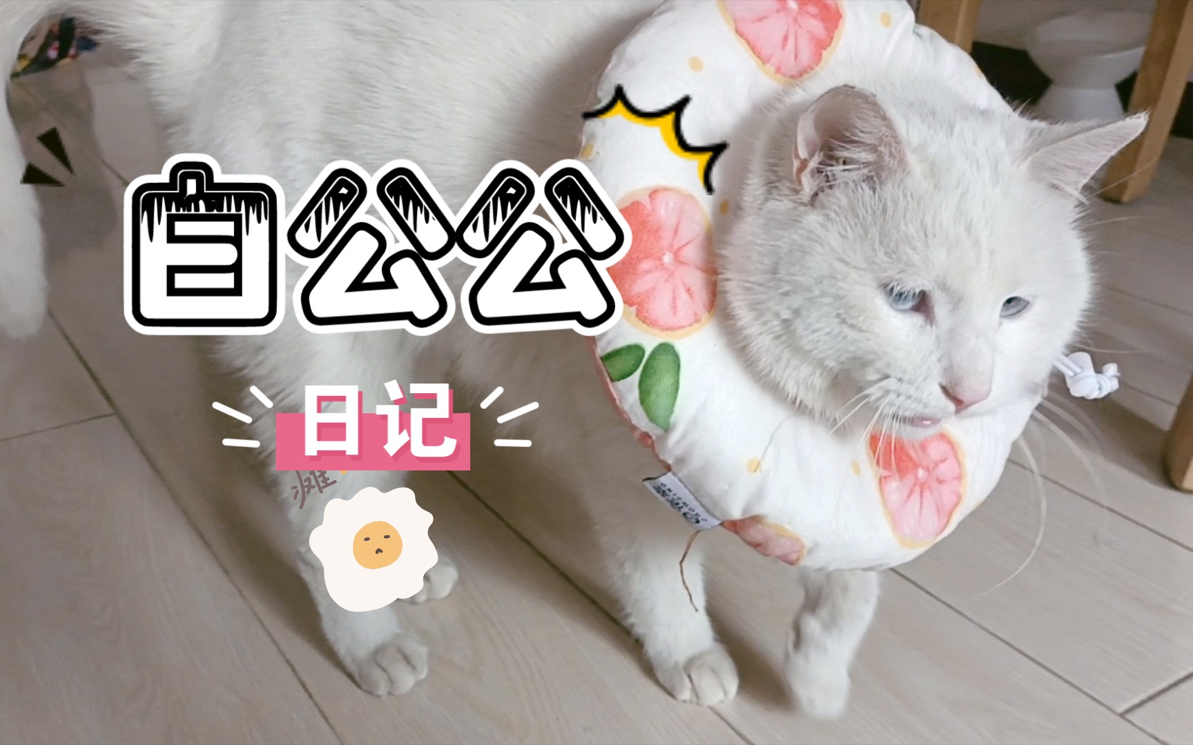 家猫割蛋第二天!哔哩哔哩bilibili