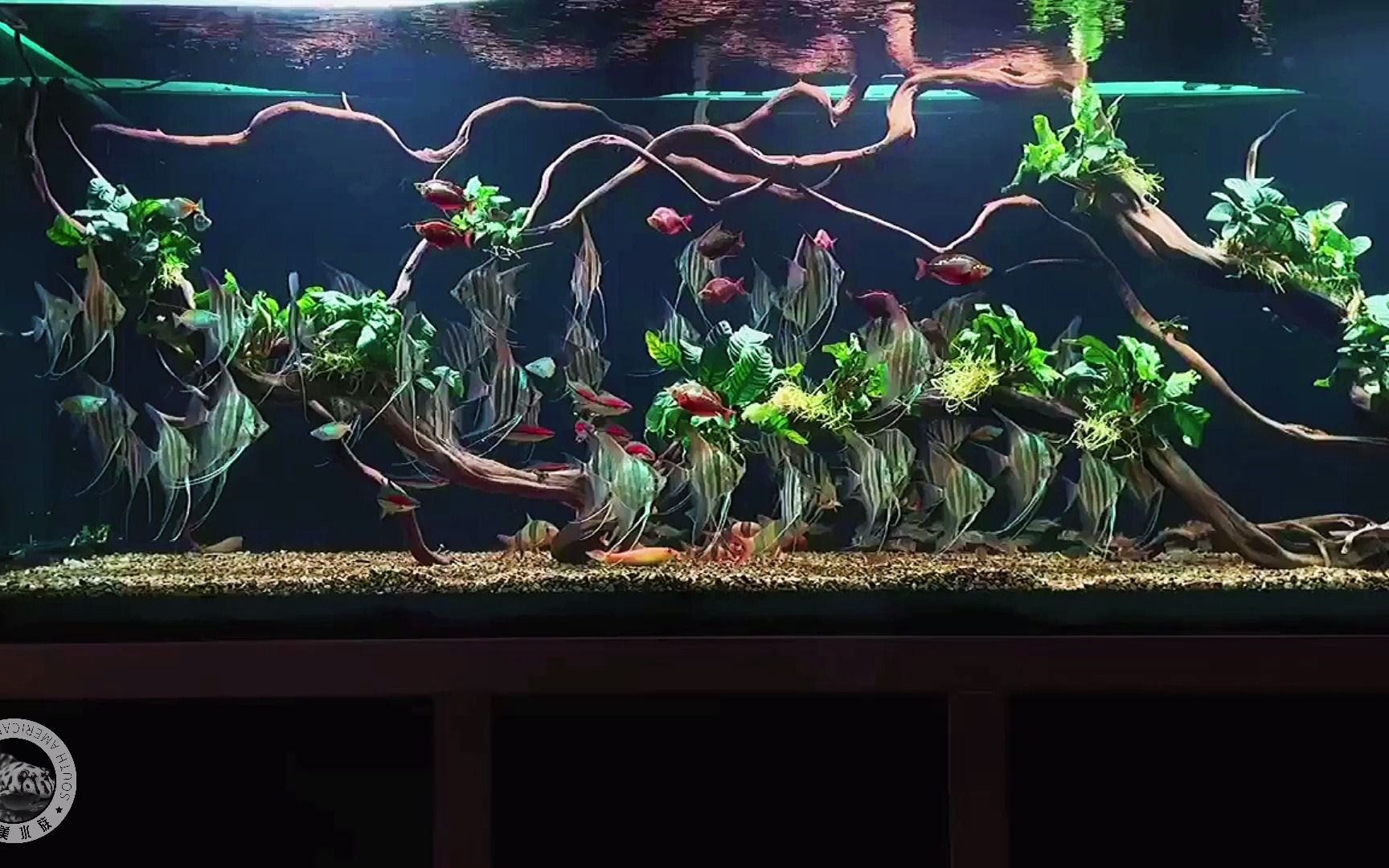 埃及神仙梦幻群游,2.4米定制南美造景鱼缸