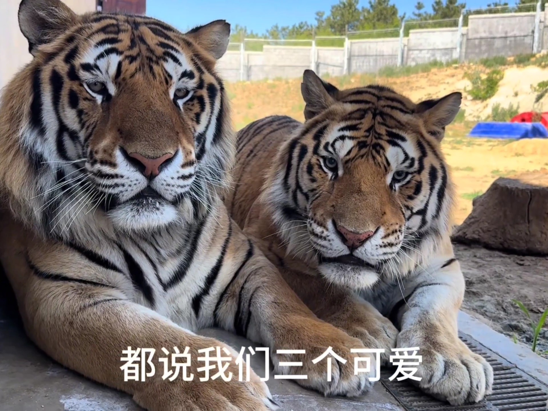 仅以此视频记录彪哥彪二的3岁生日，当人潮散尽，喧嚣落幕，光影间，爱意永存#野生动物零距离 #老虎 #狮子