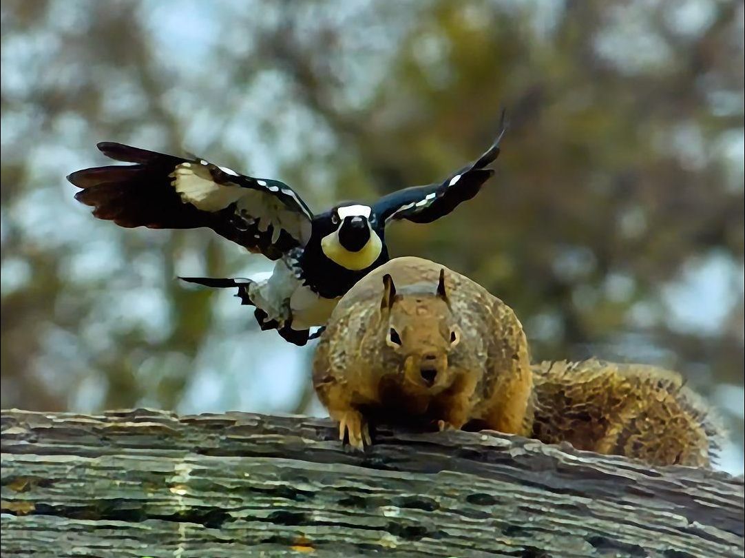费了好大力气将坚果嵌入树洞,却遭松鼠偷食,啄木鸟要保卫坚果了