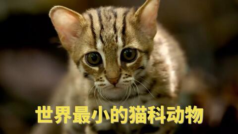 滚滚 世界最小的猫科动物 哔哩哔哩