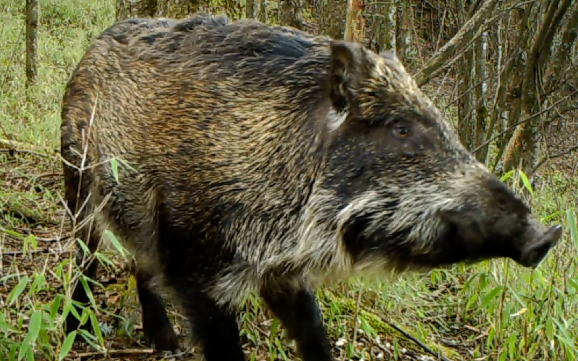 荒野印象野猪神农架湖北20220420