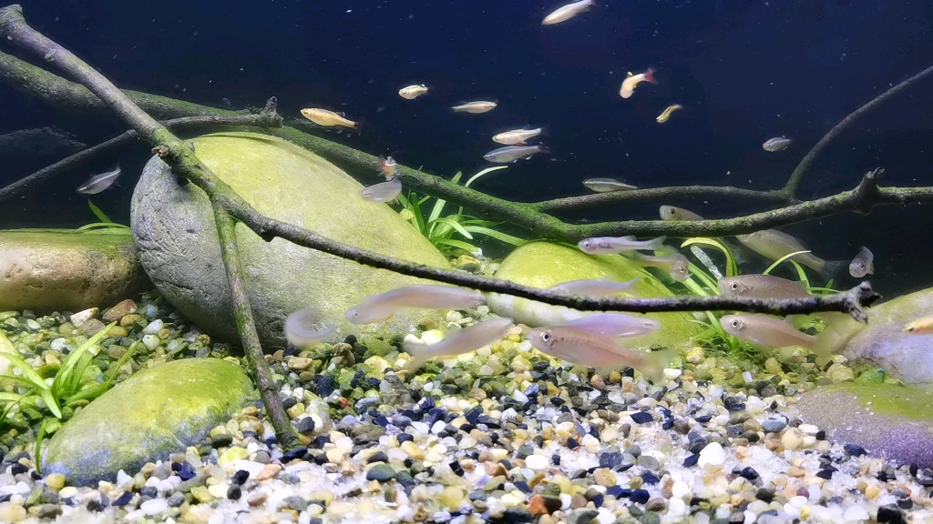 金线丹也来啦,距离炼丹炉更近一步