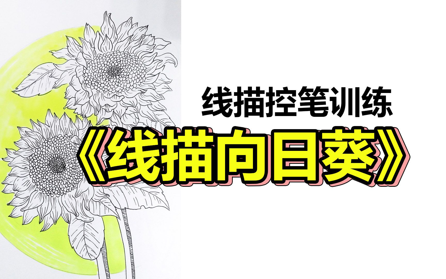 【美术课分享】线描向日葵 | 线描控笔训练哔哩哔哩bilibili