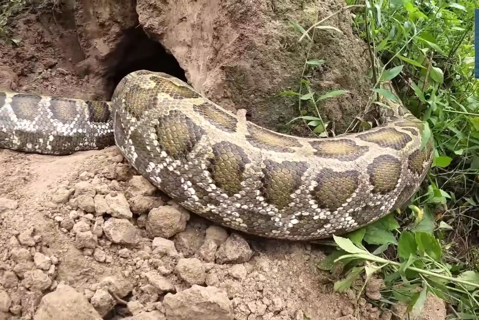 捕蛇高手纪录片图片