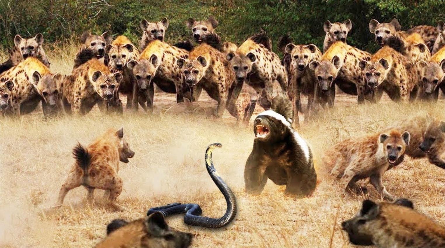 蜜獾不怕任何敌人,疯狂的平头哥大战鬣狗!