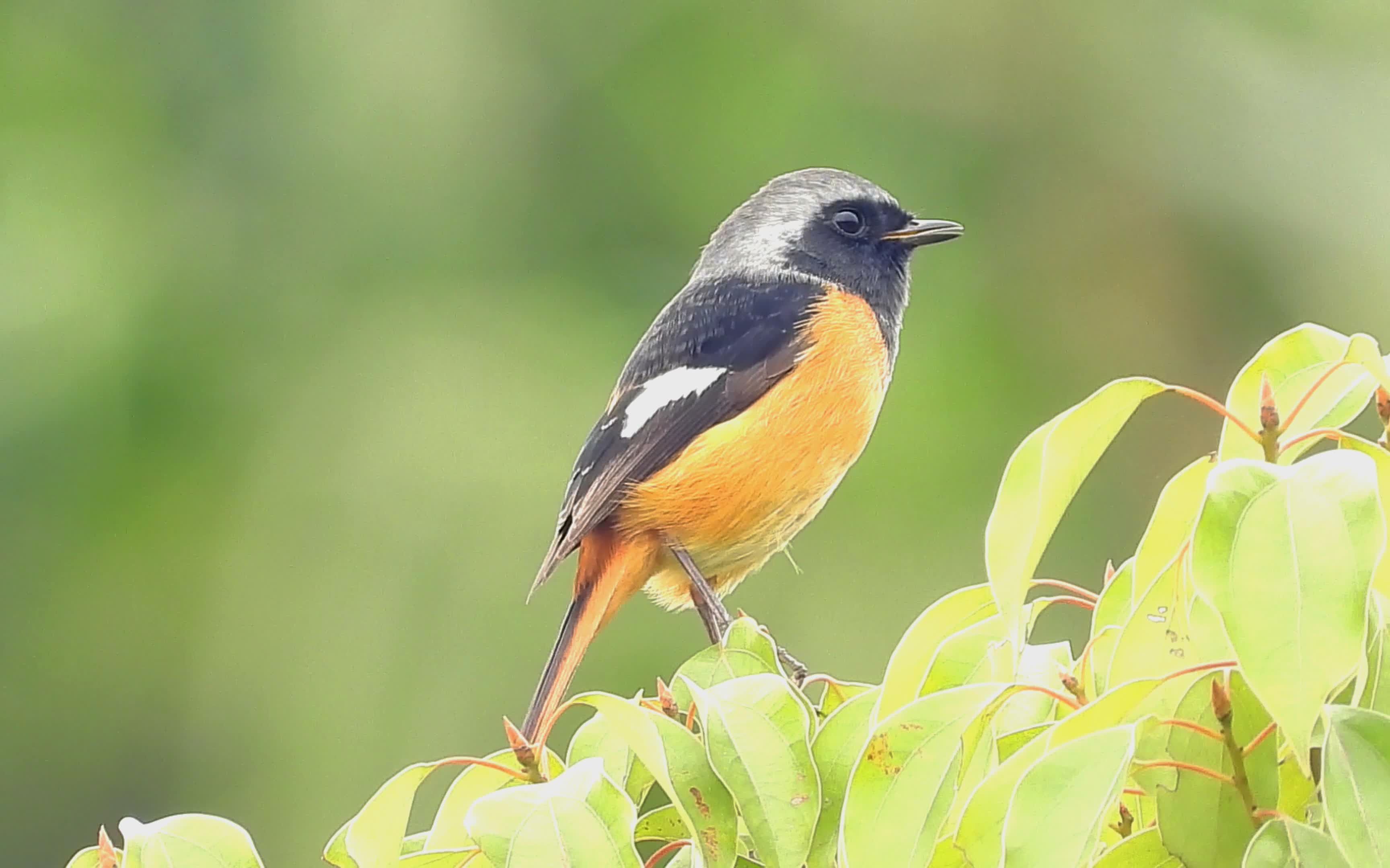 香樟树上的小鸟,漂亮的北红尾鸲_哔哩哔哩_bilibili